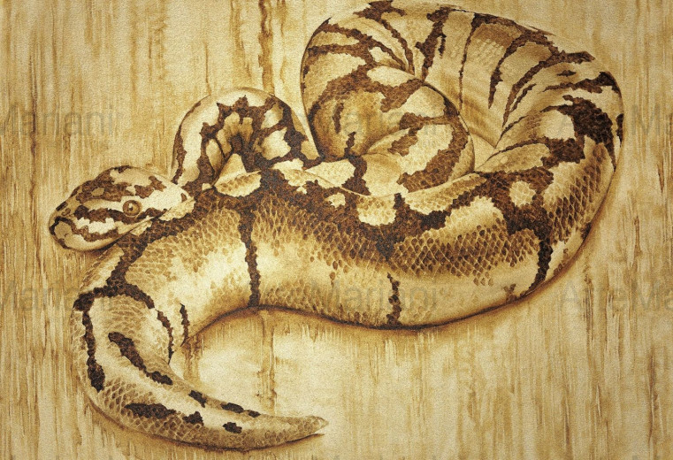 Art. AM092 - Serpente